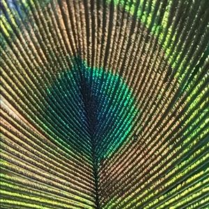 Meet your Posher, Cassandra